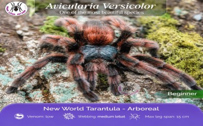 Caribena / avicularia Versicolor Juvie tarantula